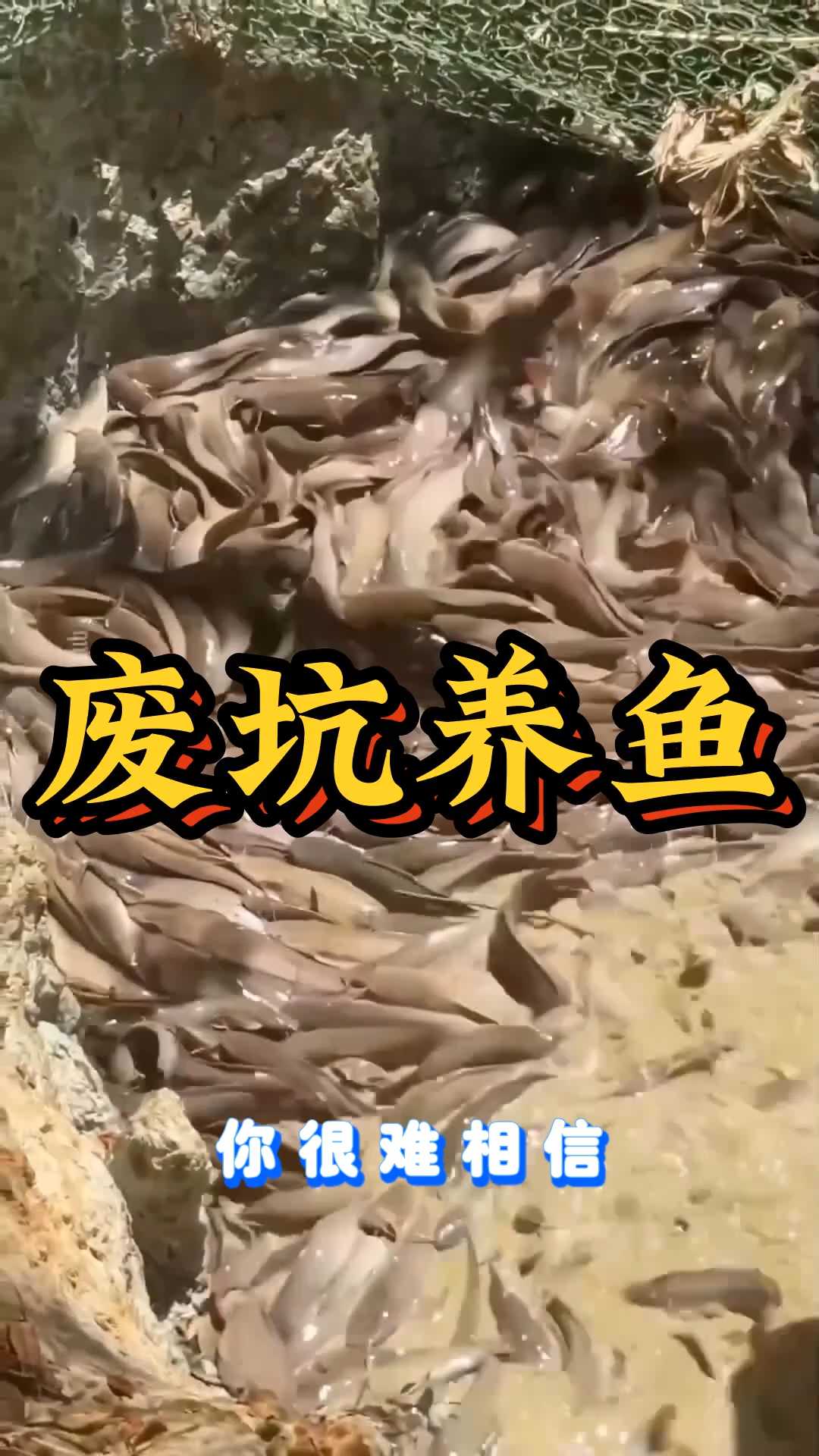 泰国农民巧用废弃土坑低成本养殖鲇鱼