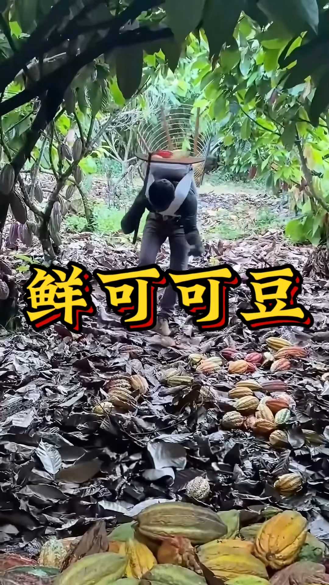 新鲜可可豆竟然不是巧克力味？原来我们吃的巧克力是这样来的