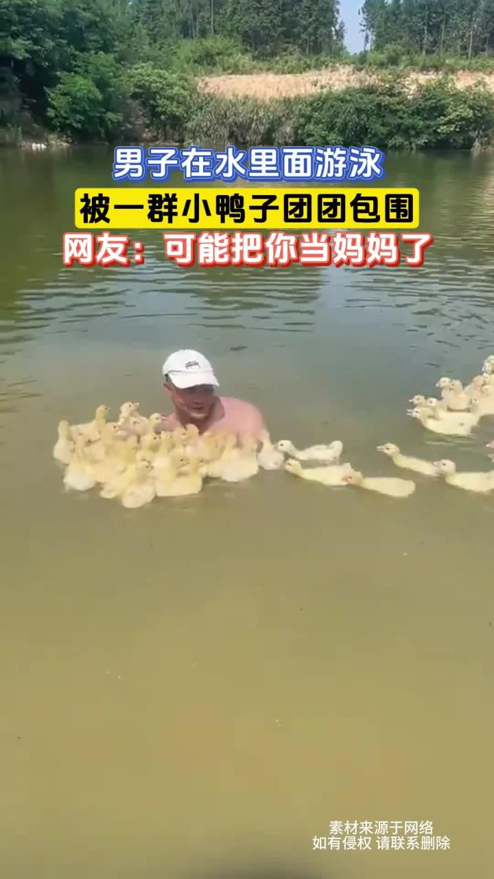 男子在水里面游泳，被一群小鸭子团团包围，网友：可能把你当妈妈了