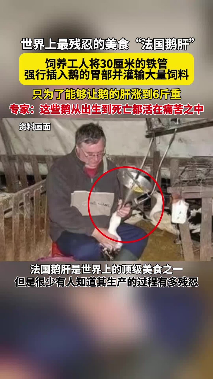 世界上最残忍的美食“法国鹅肝”你吃过吗？