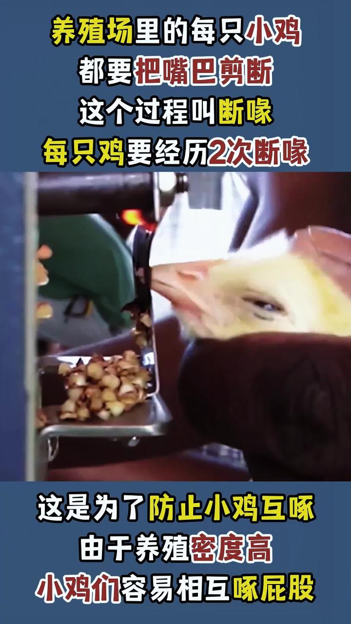 为什么养殖场里的每一只小鸡,都要把嘴巴剪断?涨知识了!