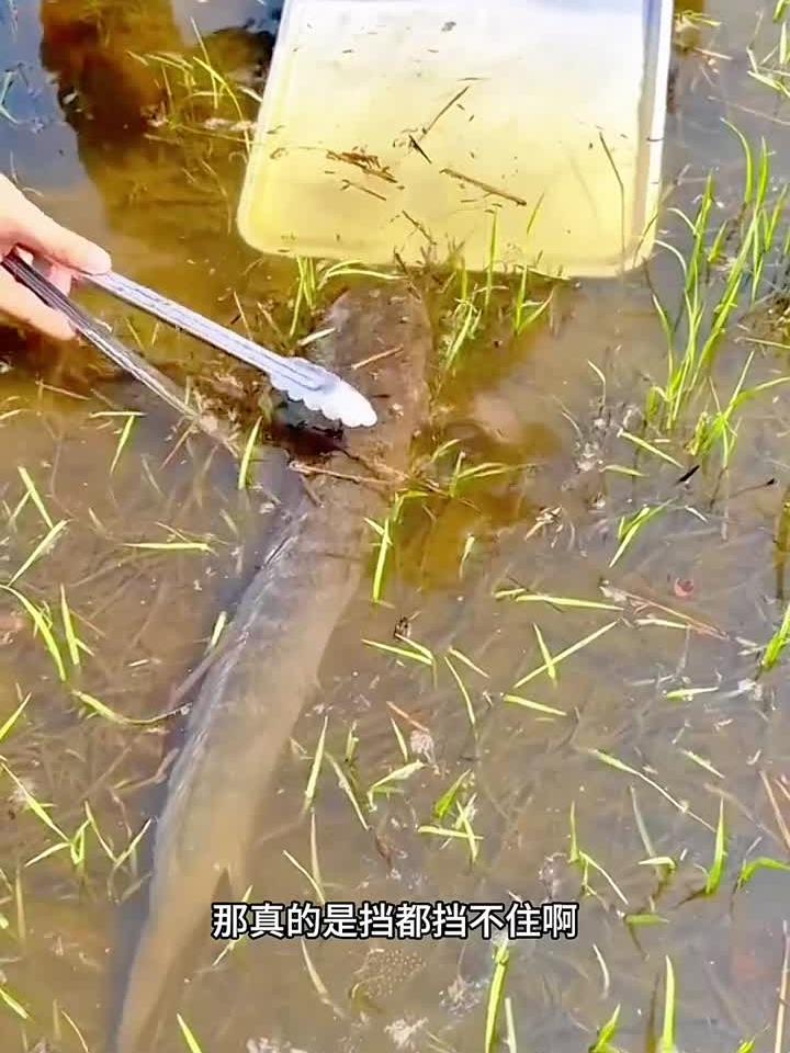 奇怪的鱼,它的头太大了