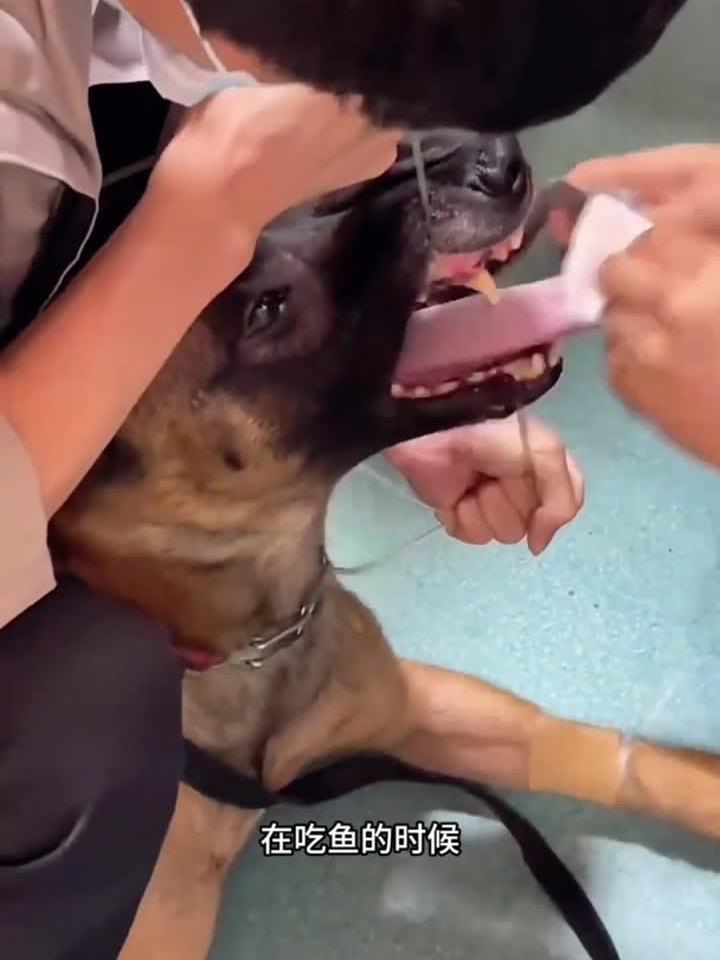 狗被鱼刺卡嗓子:专业