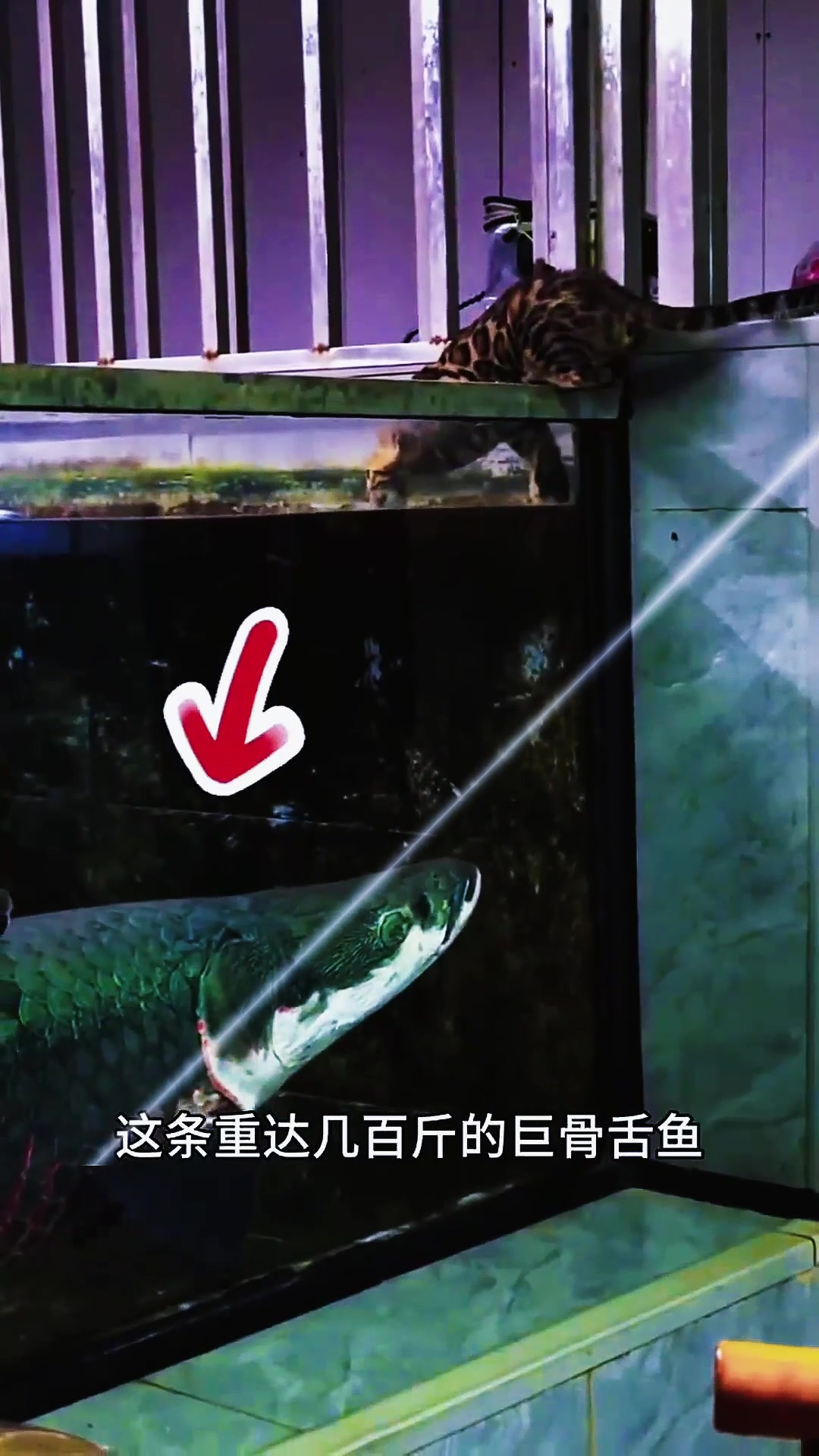 这条重达几百斤的巨骨舌鱼,居然想要一口吞下眼前的这只豹猫