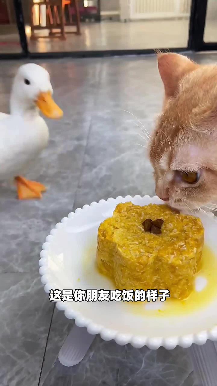 《这是一只宠物鸭》你喜欢柯尔鸭吗?