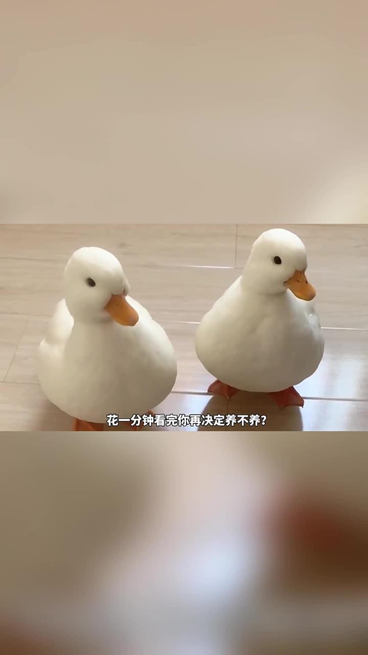 《这是零零后最爱的萌宠》你喜欢柯尔鸭吗？