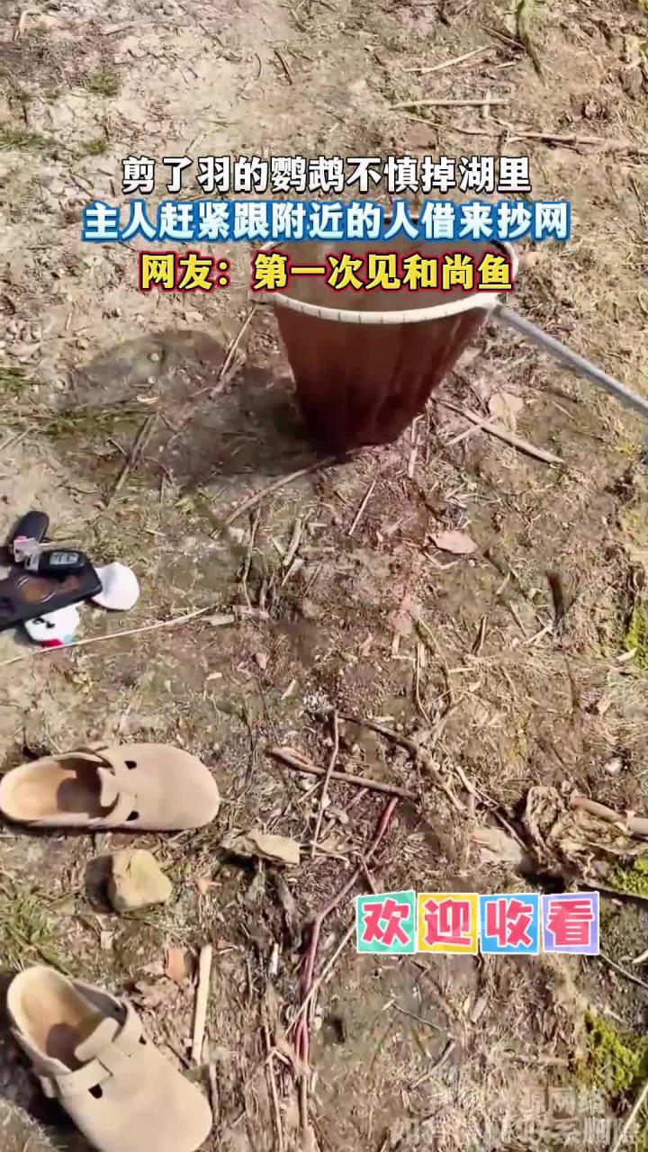 剪了羽的鹦鹉不慎掉湖里,主人赶紧跟附近的人借来抄网,网友:第一次见和尚鱼