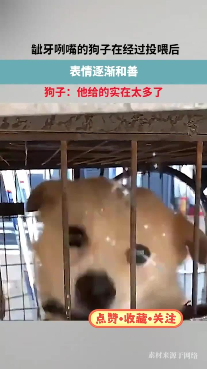 龇牙咧嘴的狗子在经过投喂后，表情逐渐和善，狗子：他给的实在太多了！