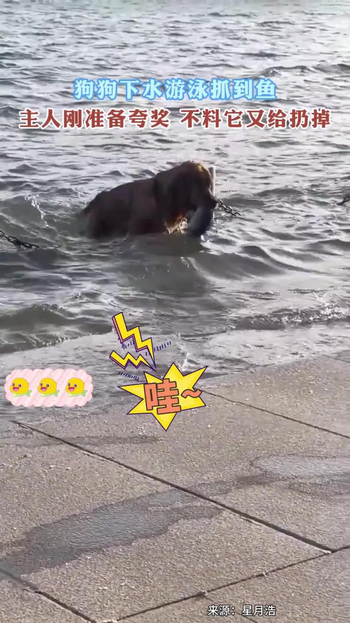 狗狗下水游泳抓到鱼,主人刚准备夸奖 不料它又给扔掉 素材来源
