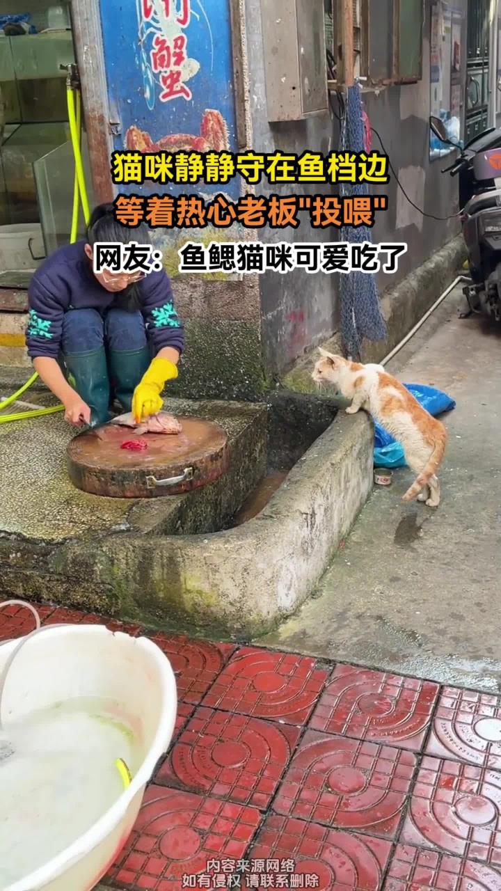 猫咪静静守在鱼档边,等着热心老板投喂,网友:鱼鳃猫咪可爱吃了
