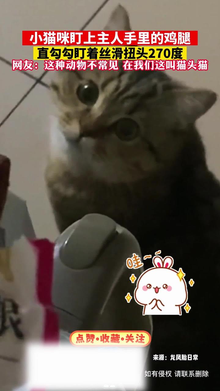 你见过小猫咪馋小鸡腿,直勾勾盯着丝滑扭头270度的嘛!