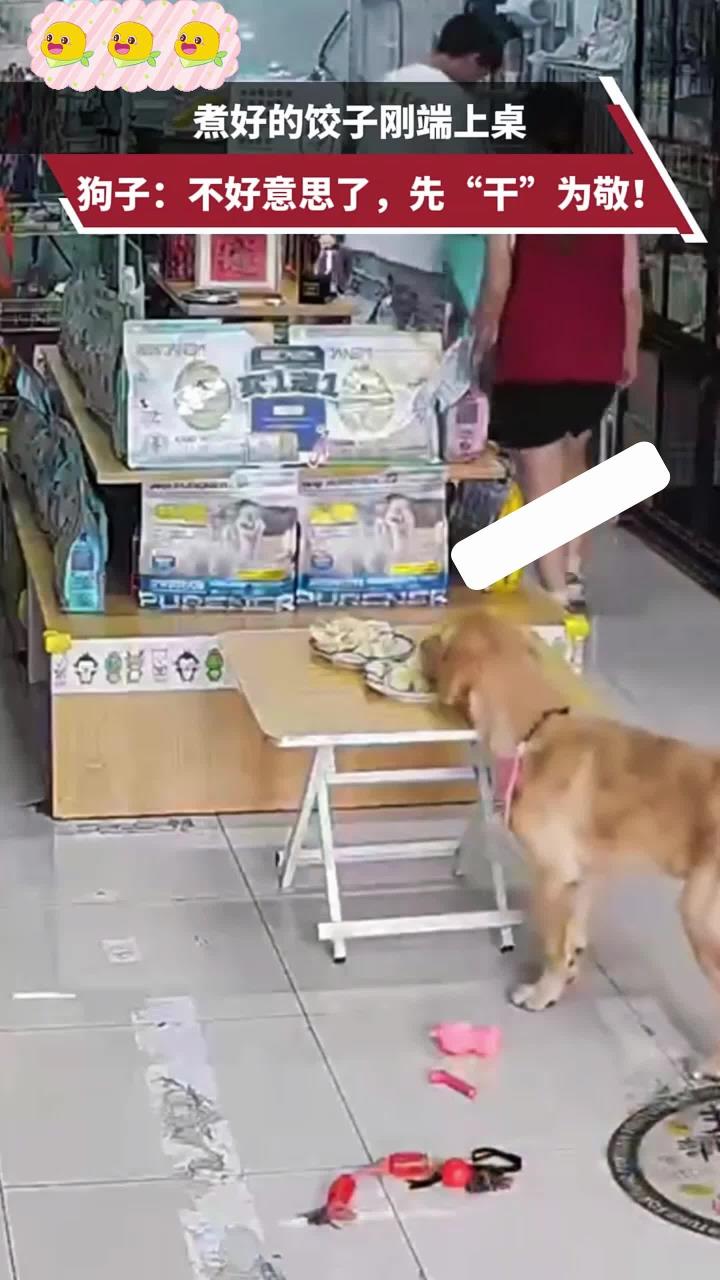 煮好的饺子刚端上桌,狗子:不好意思了,先“干”为敬!