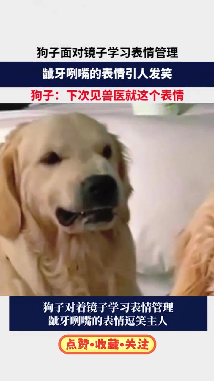 狗子面对镜子学习表情管理,龇牙咧嘴的表情引人发笑,狗子:下次见兽医就这个表情!