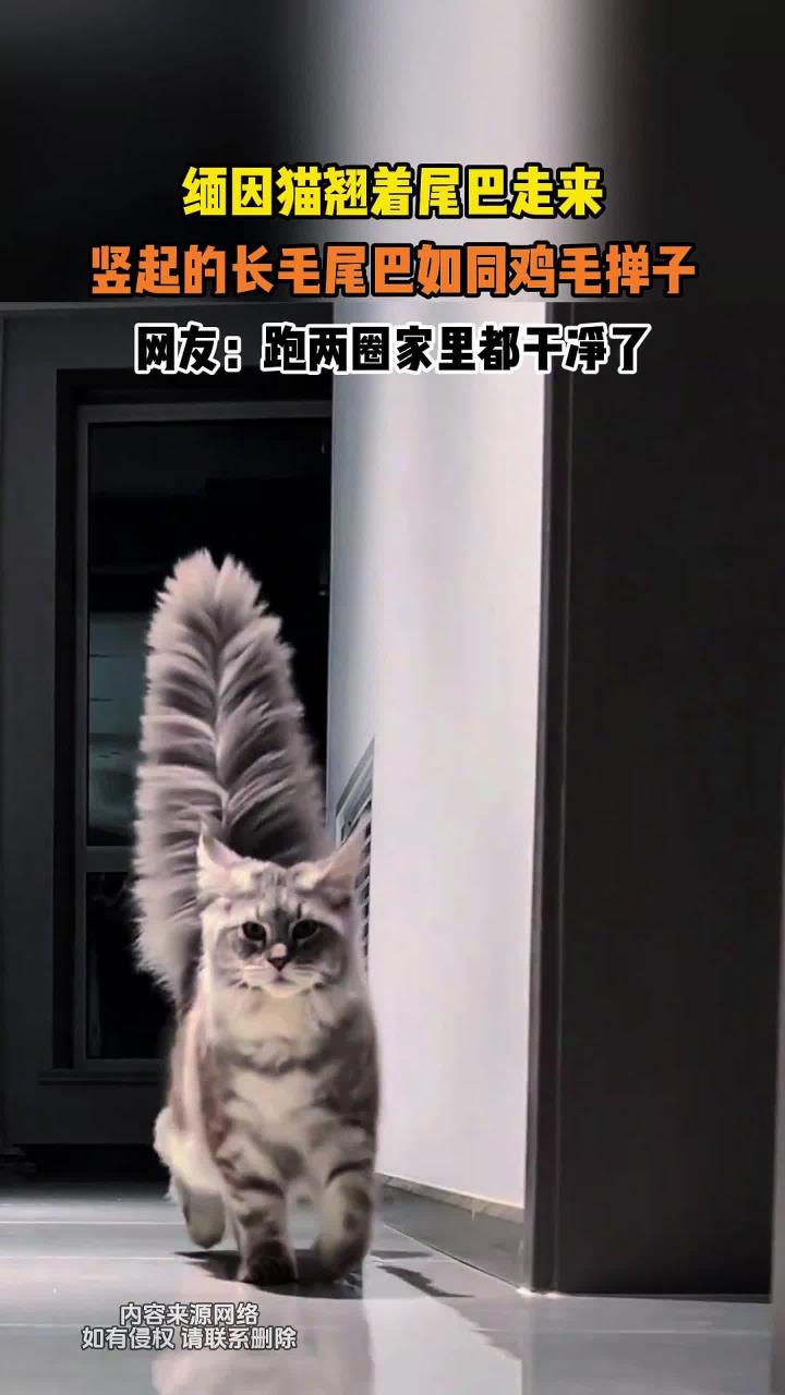 缅因猫翘着尾巴走来,竖起的长毛尾巴如同鸡毛掸子