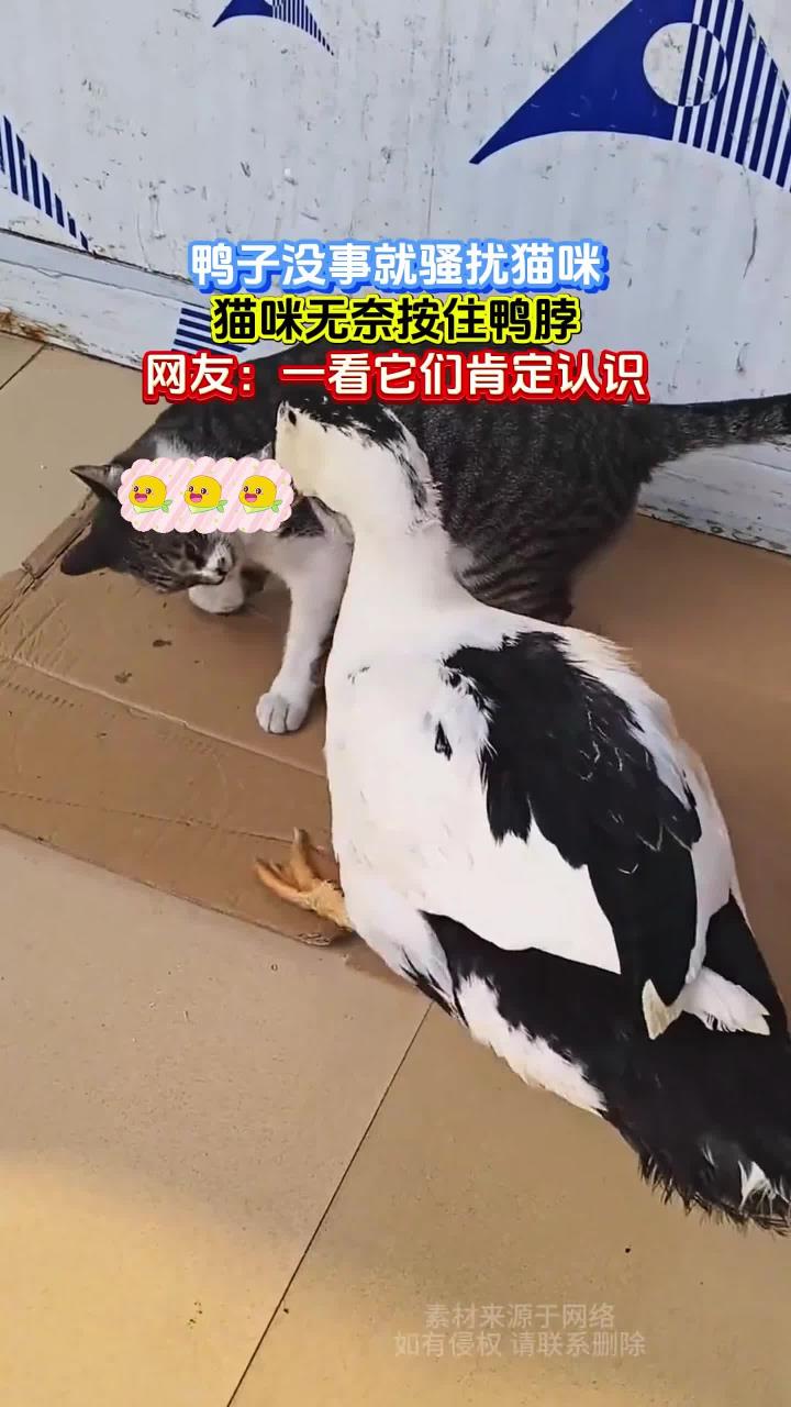 鸭子没事就骚扰猫咪,猫咪无奈按住鸭脖