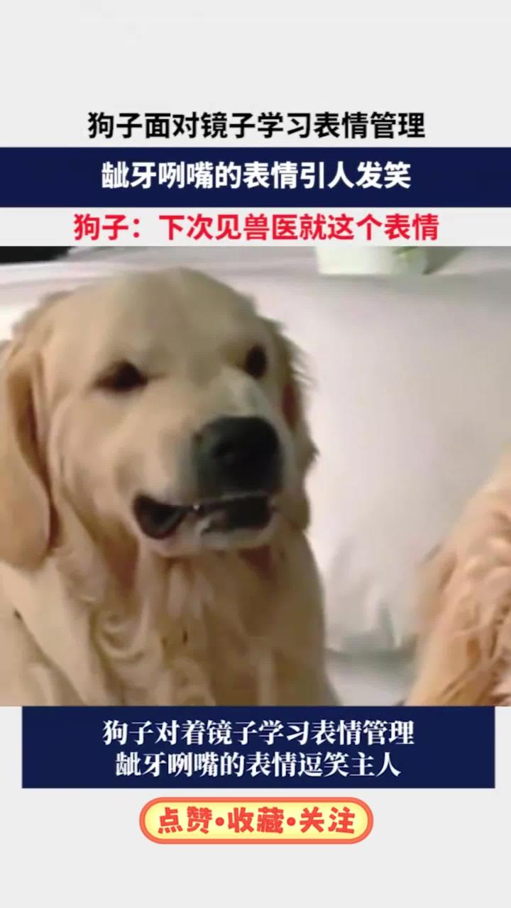 狗子面对镜子学习表情管理，龇牙咧嘴的表情引人发笑，狗子：下次见兽医就这个表情！