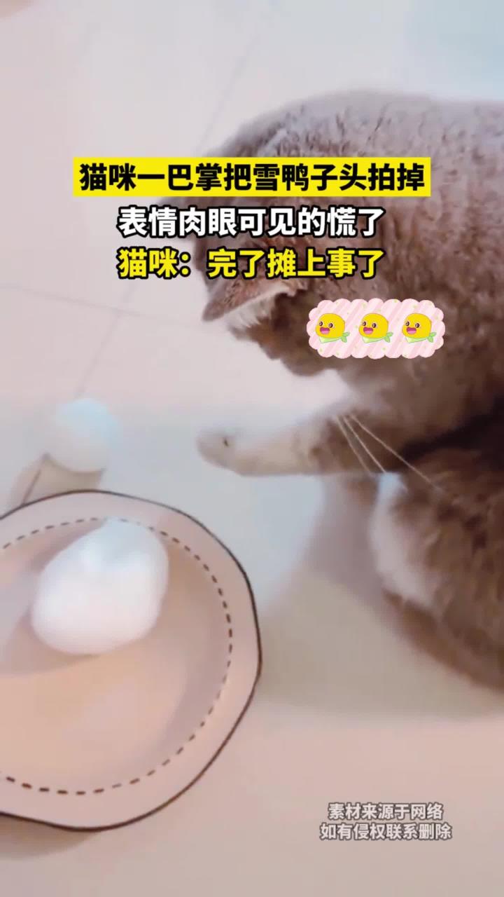 猫咪一巴掌把雪鸭子头拍掉，表情肉眼可见的慌了，猫咪：完了摊上事了！