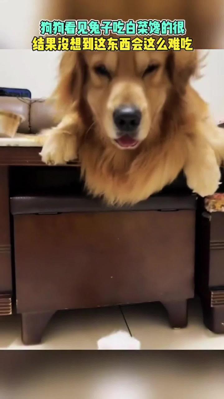 呆萌狗狗吃饭 金毛没想到菜叶这么难吃，那脸都成表情包了