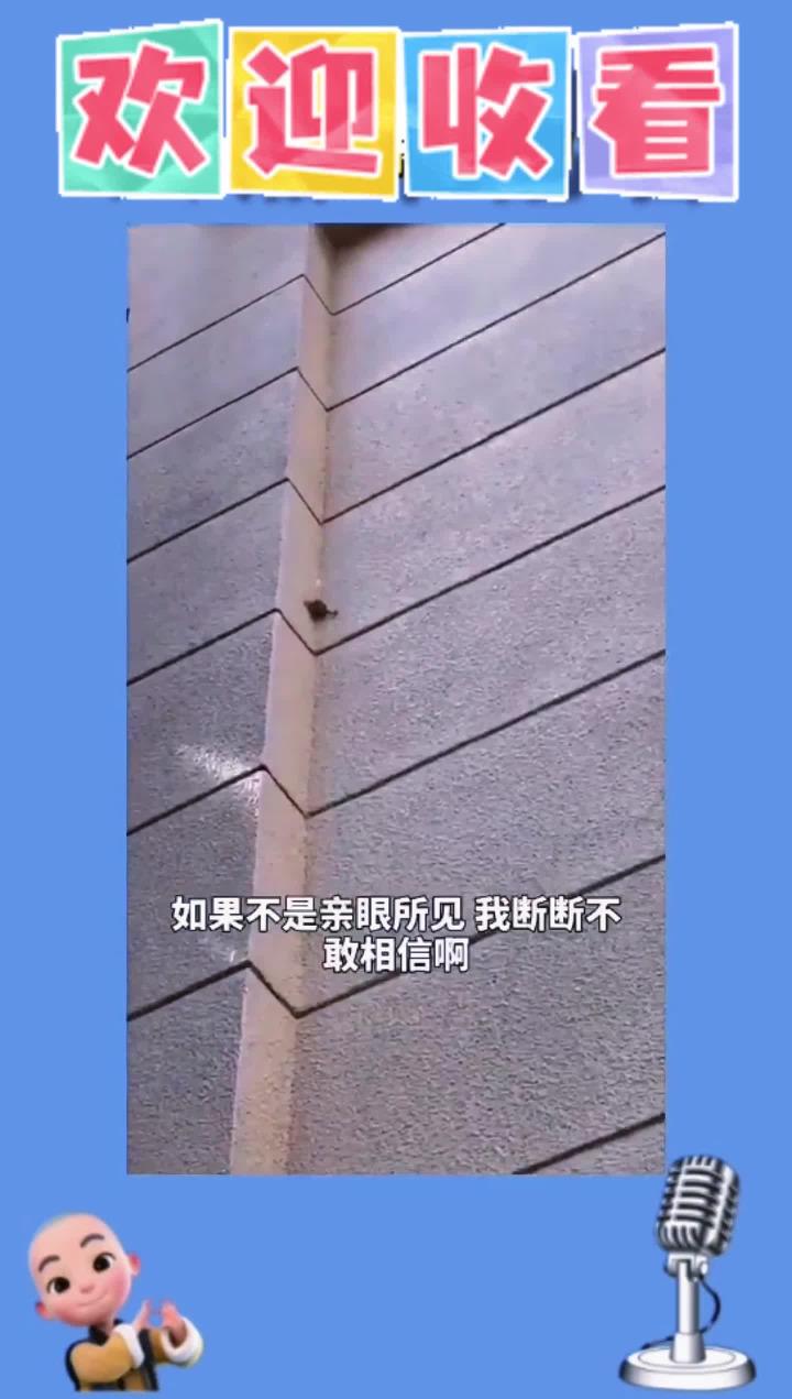 癞蛤蟆：这天鹅肉我吃定了！