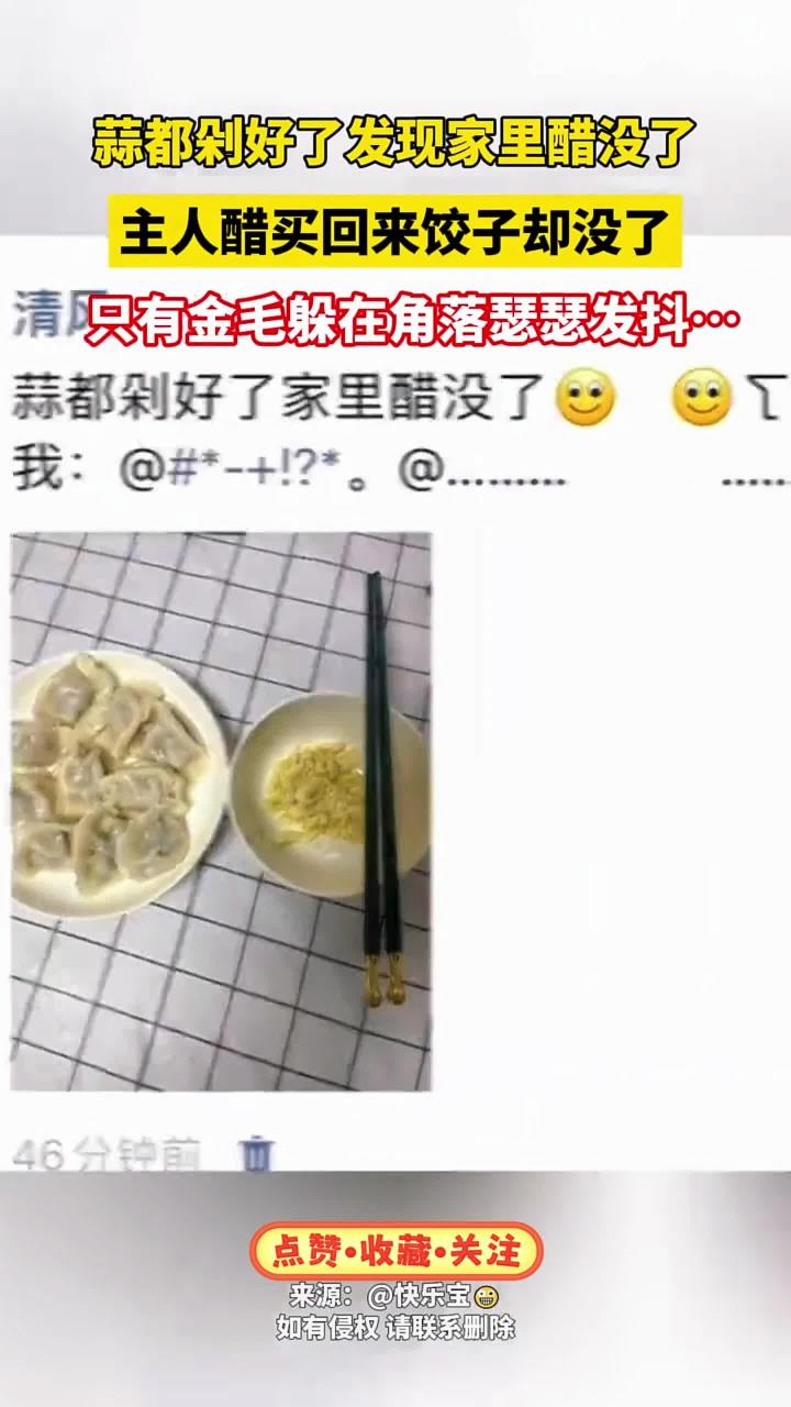 蒜都剁好了,发现家里醋没了,主人买醋回来发现饺子没了,只有金毛在角落瑟瑟发抖