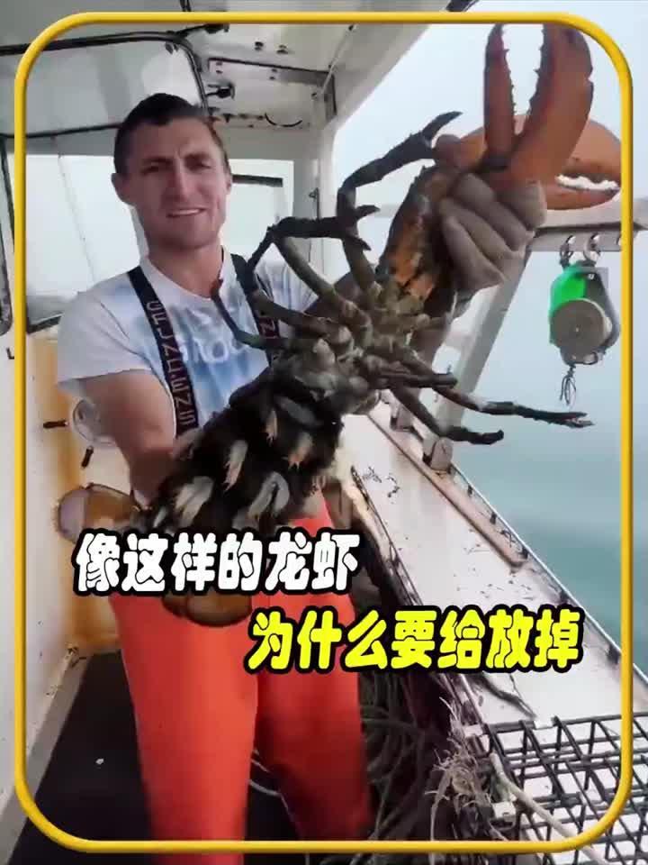 像这样的大龙虾为什么要给放掉,值得一看