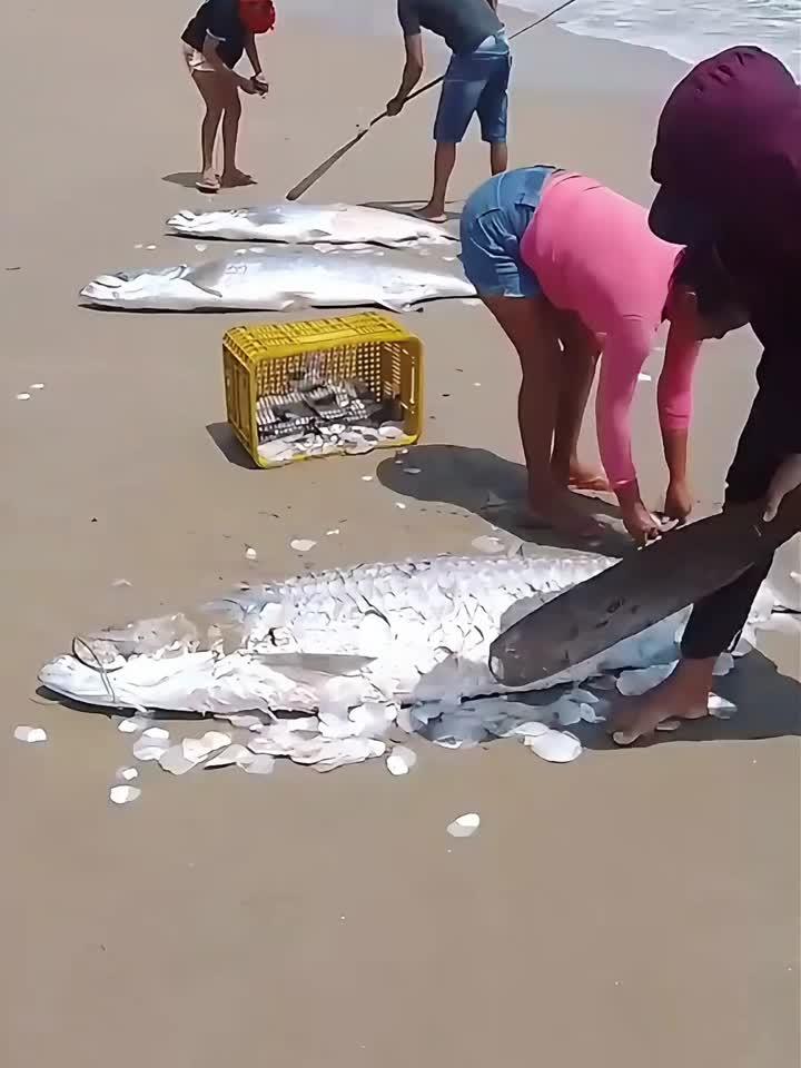 大西洋大海鲢的鱼鳞竟然还有这样的特殊用途?