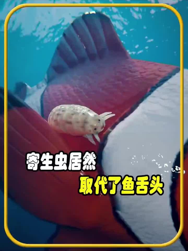 寄生虫取代了鱼舌头进食，值得一看