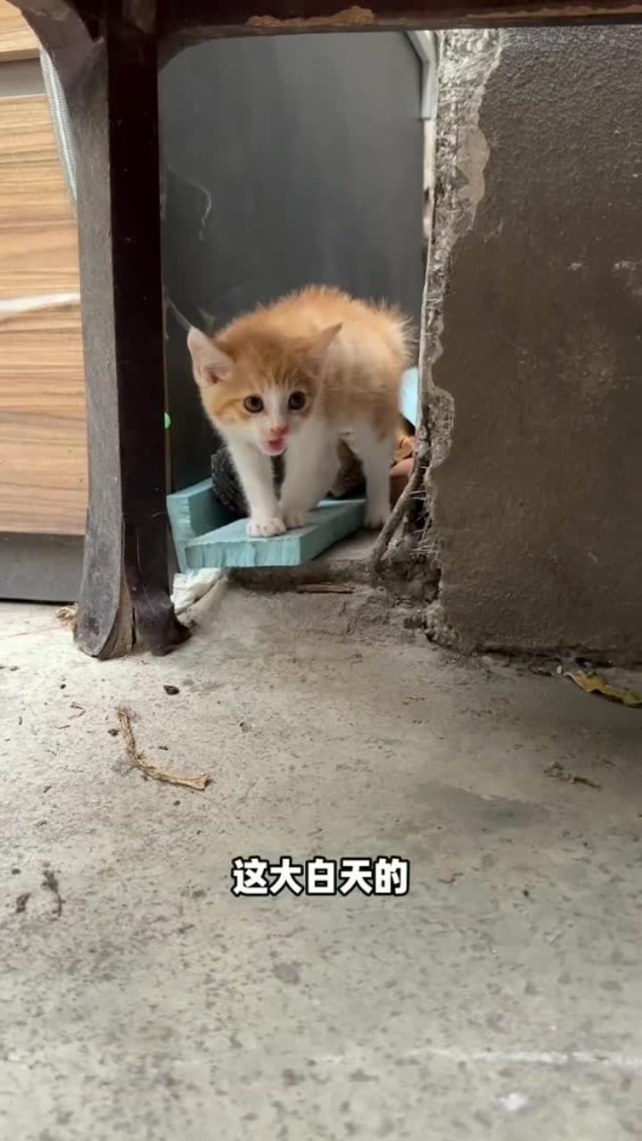 萌宠-捡猫后续!这鸡翅包饭小猫竟然有两幅面孔～