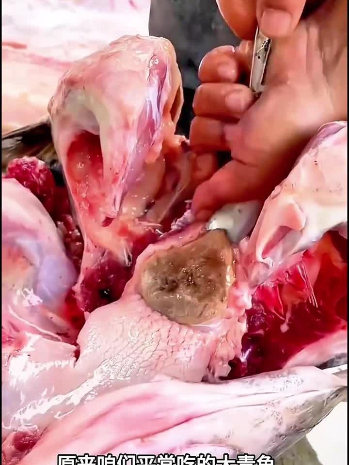 鱼骨制作吊坠,真没想到啊:专业