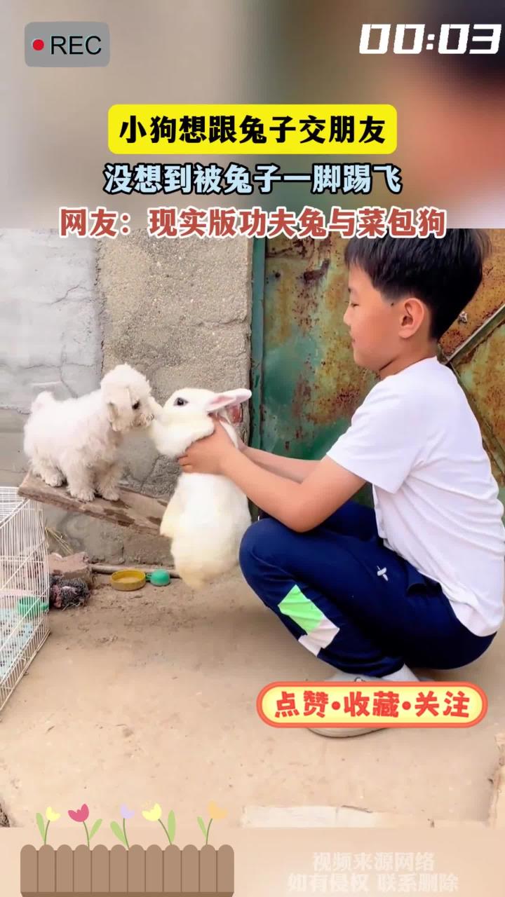 小狗想跟兔子交朋友，没想到被兔子一脚踢飞，网友：现实版功夫兔与菜包狗