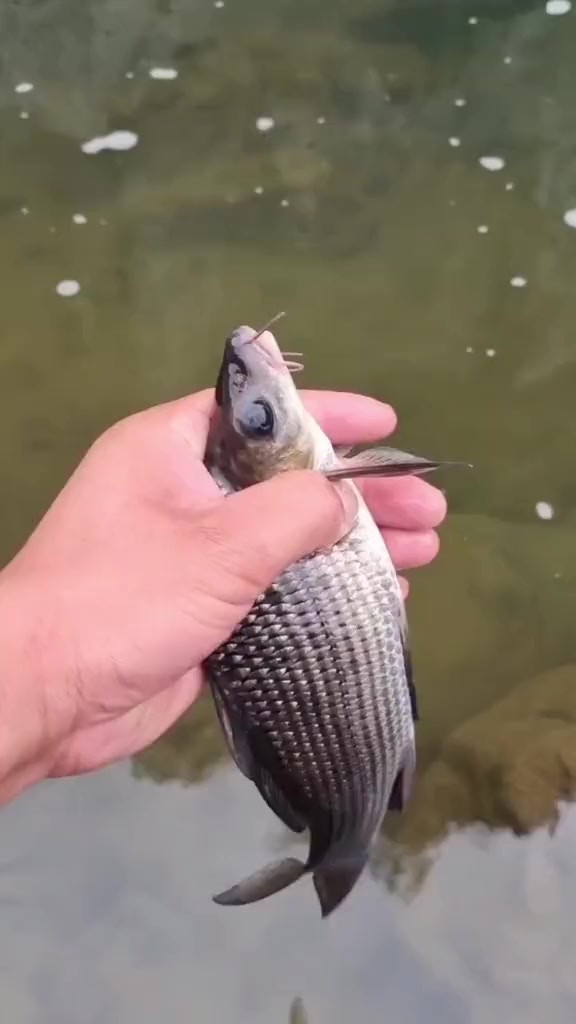 分享15种不同的鲤鱼，你都见过吗？