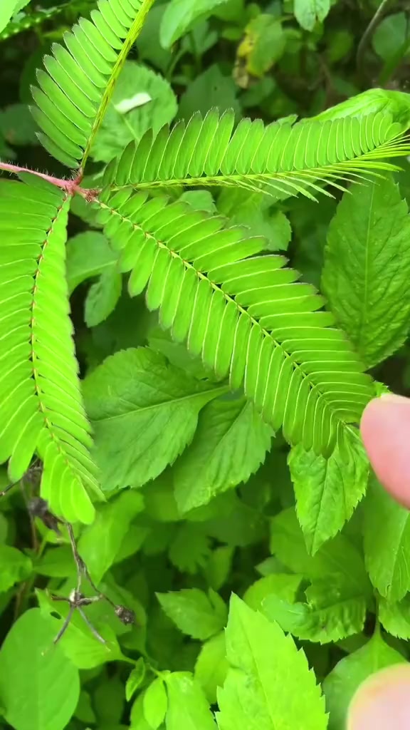 分享十几种有毒的植物，来看看它的毒性有多强吧