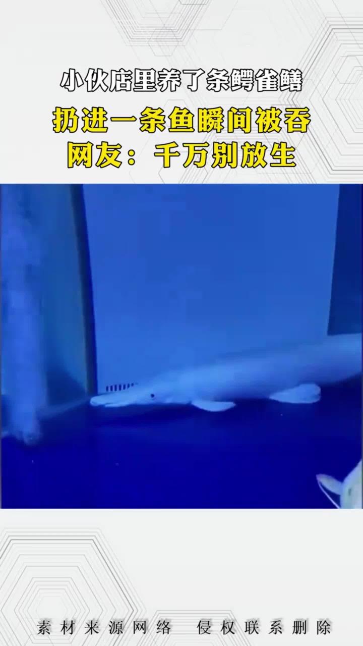 小伙店里养了条鳄雀鳝，扔进一条鱼瞬间被吞，网友：千万别放生