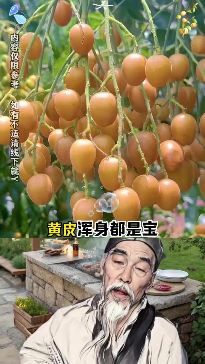 黄皮是个宝，炖排骨你吃过吗！
