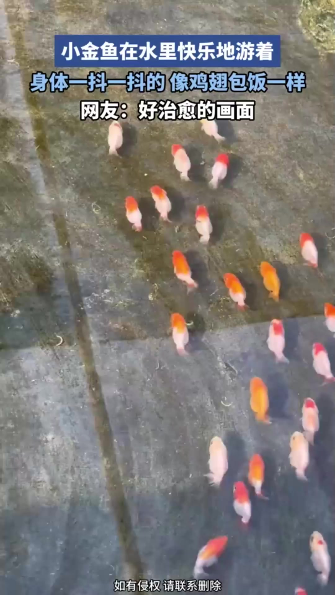 小金鱼在水里快乐地游着,身体一抖一抖的,像鸡翅包饭一样