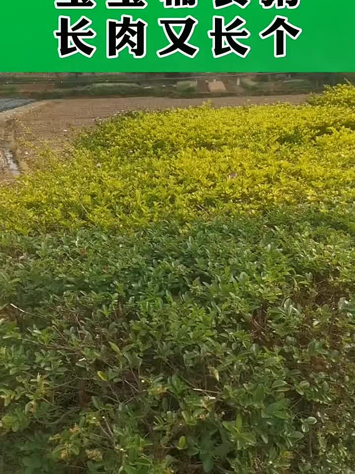 宝宝辅食粥长肉又长个