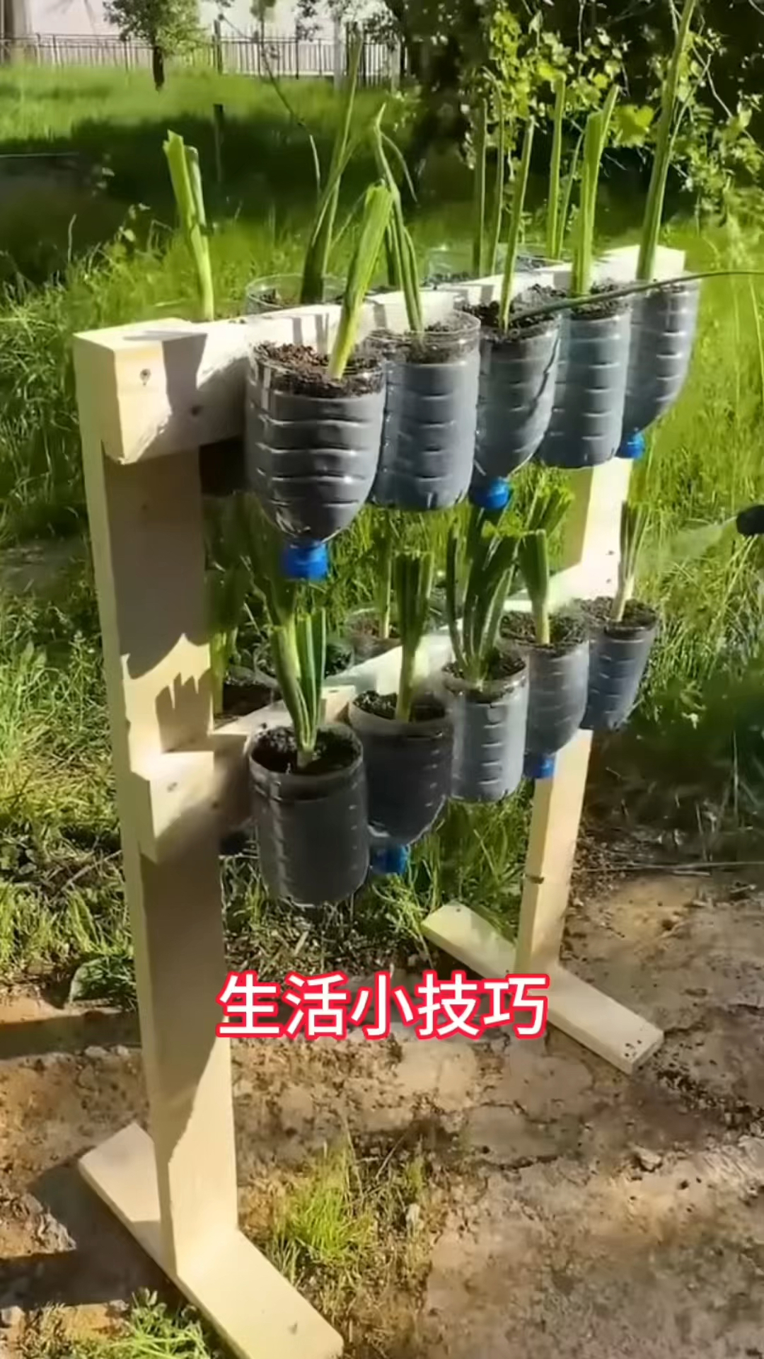 1个塑料瓶就有吃不完的蔬菜,阳台种菜新招,99.5%的人不知道
