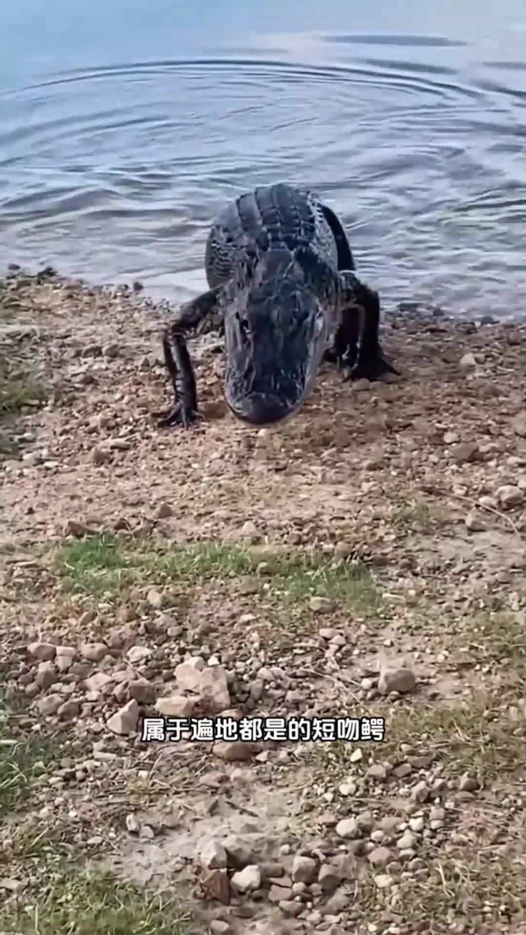 超级稀有可爱的白化鳄鱼