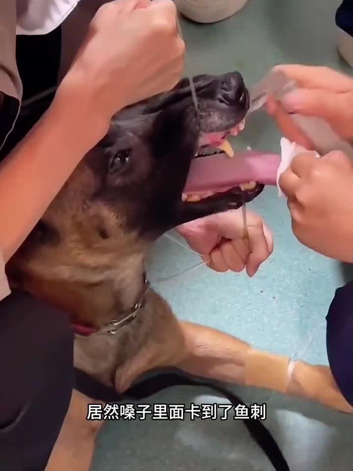 狗被鱼刺卡嗓子
