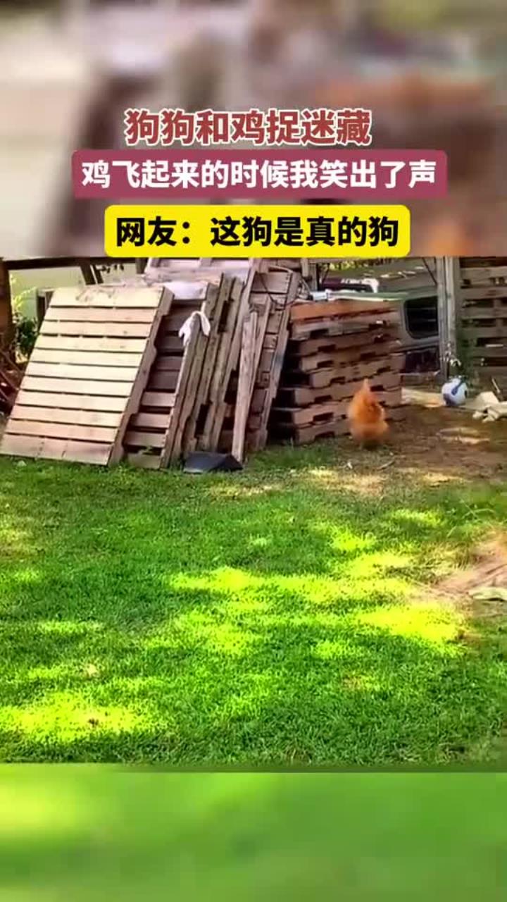 这就是所谓的鸡飞狗跳吧