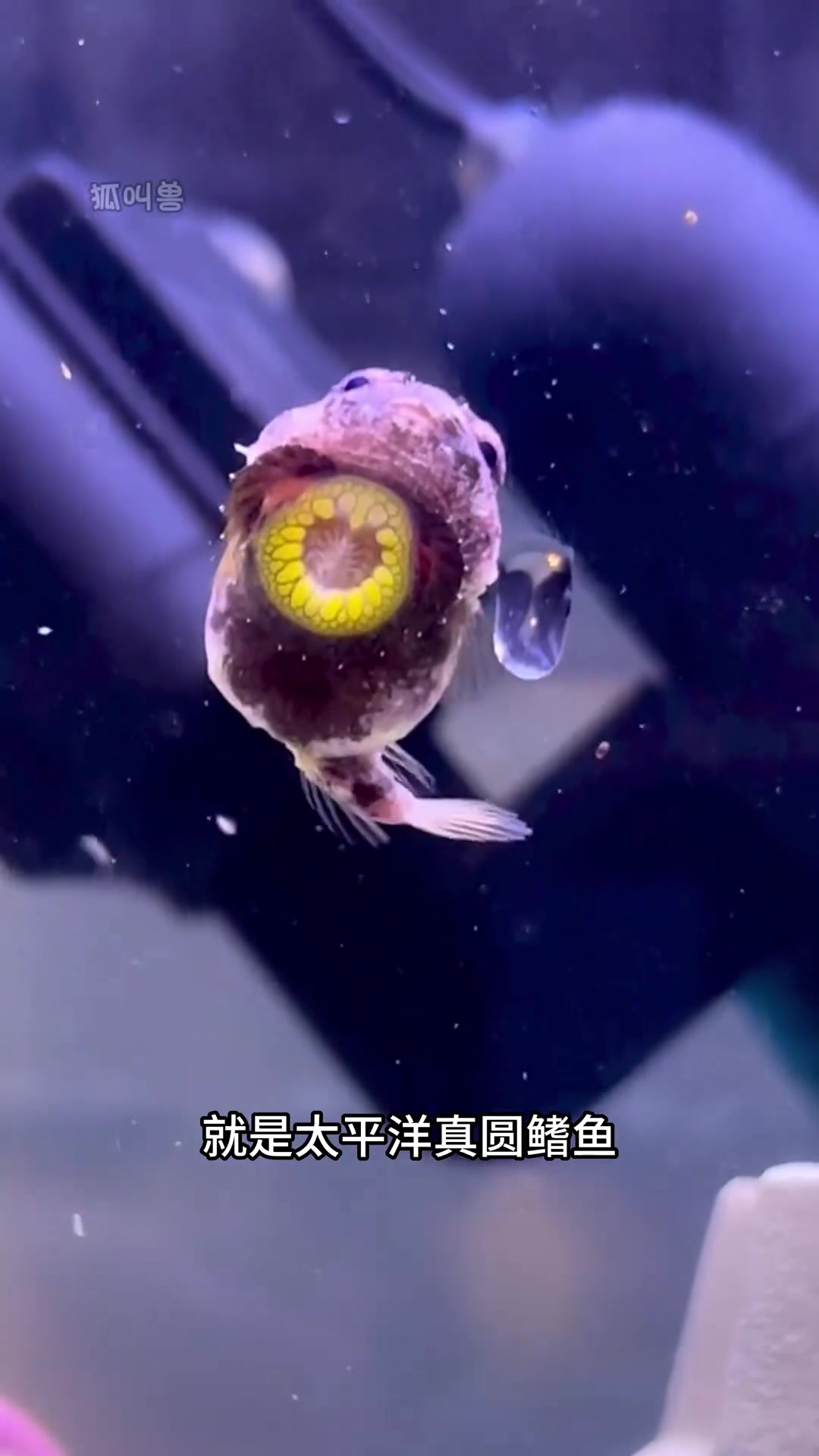 波妞的原型,太平洋真圆鰭鱼,小时候好看,长大好吃!