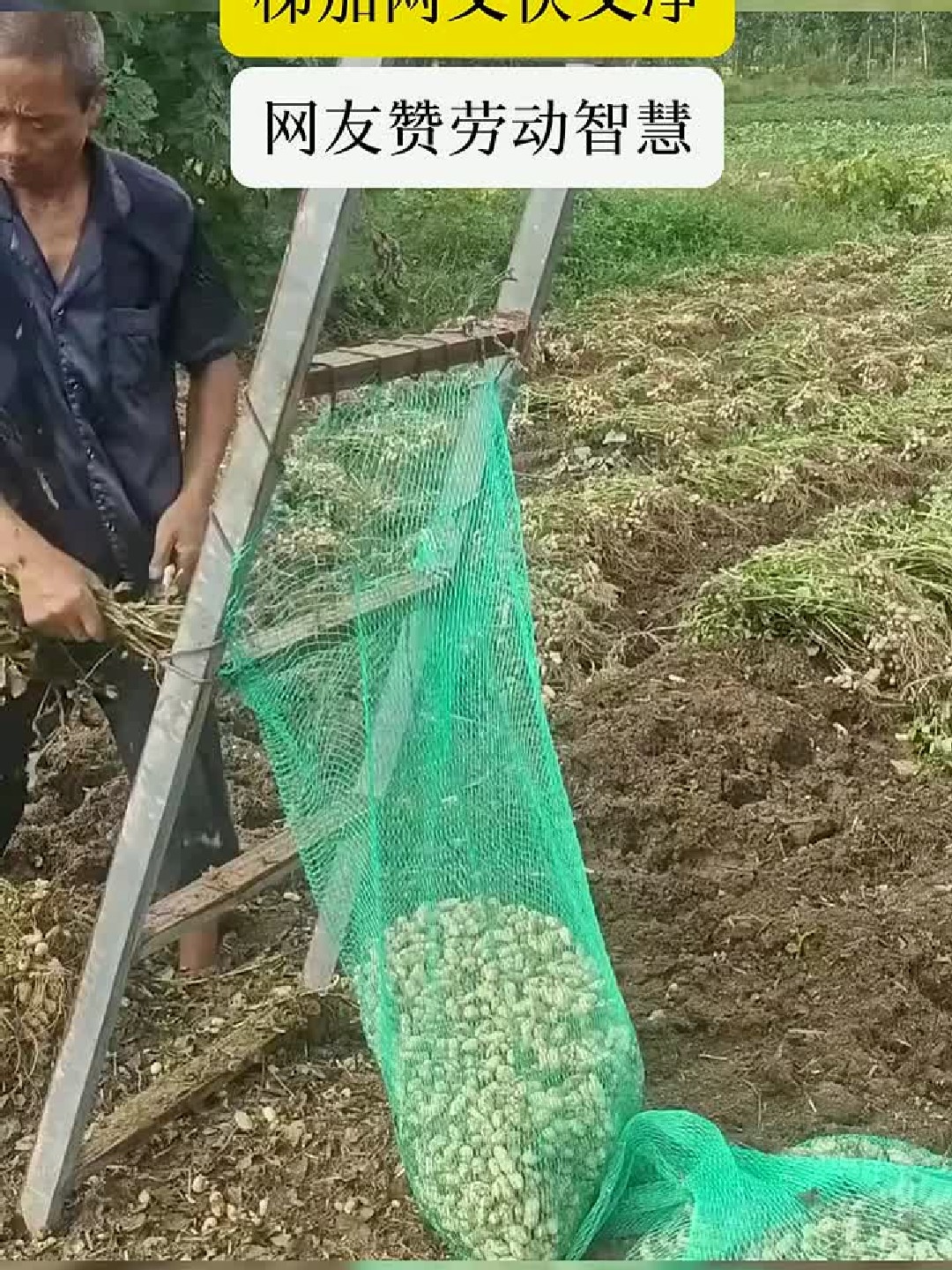 男子自制摘花生神器