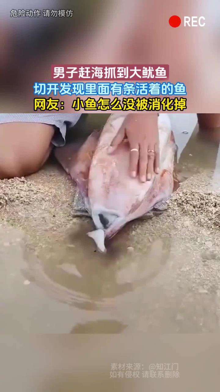 男子赶海抓到大鱿鱼，切开发现里面有条活着的鱼