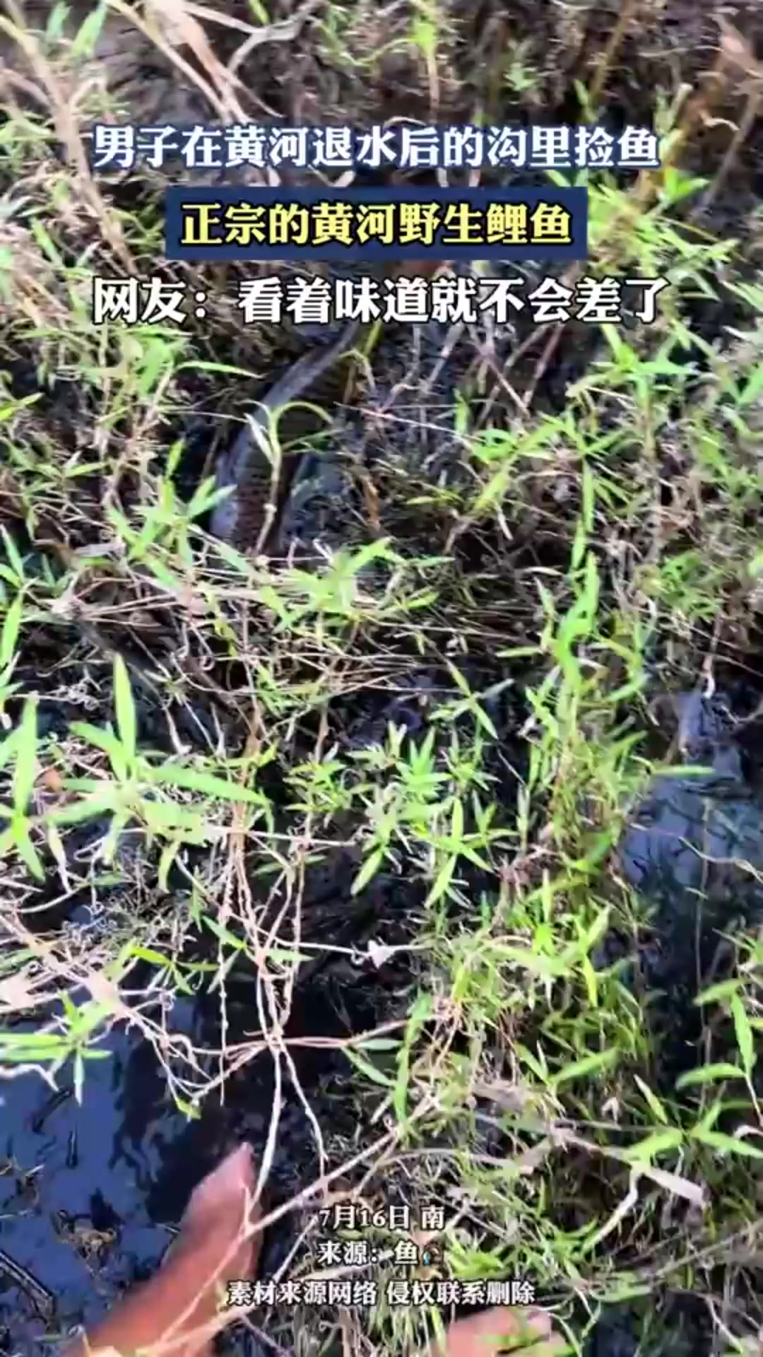 男子在黄河退水后的沟里捡鱼,正宗的黄河野生鲤鱼