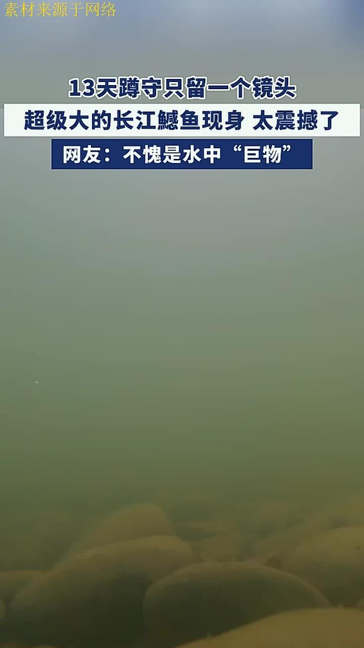 13 天蹲守只留一个镜头,超级大的长江鳡鱼现身,太震撼了来源:彩云大视野 编辑:孙