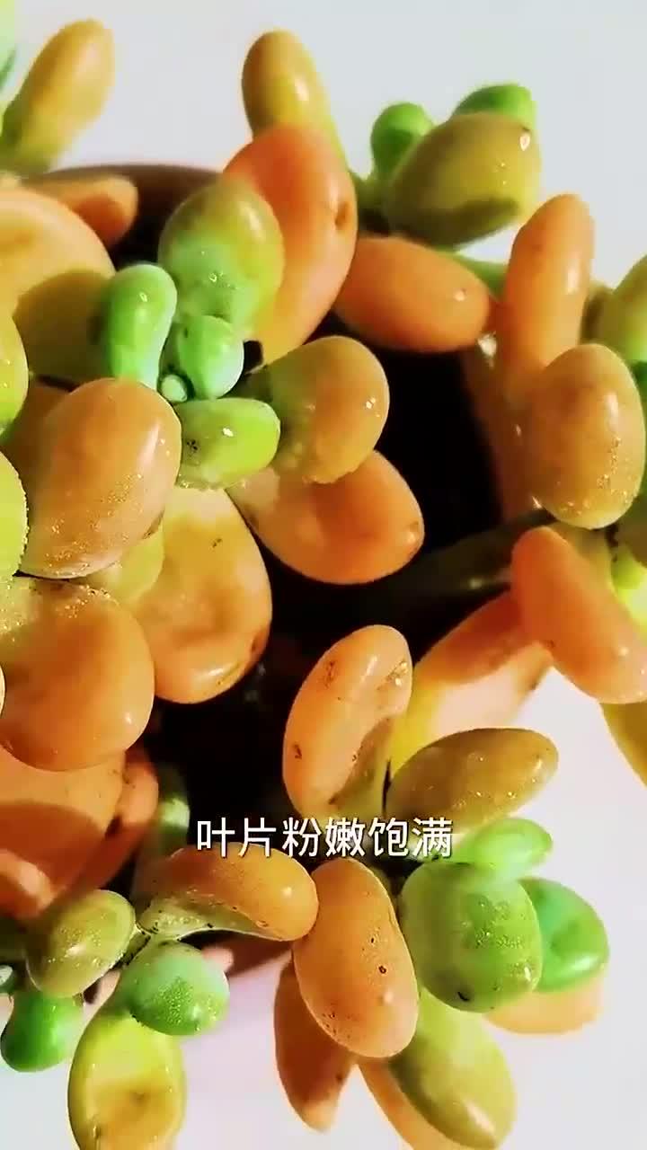 冬天这样养洛神多肉,叶片粉嫩饱满真可爱!