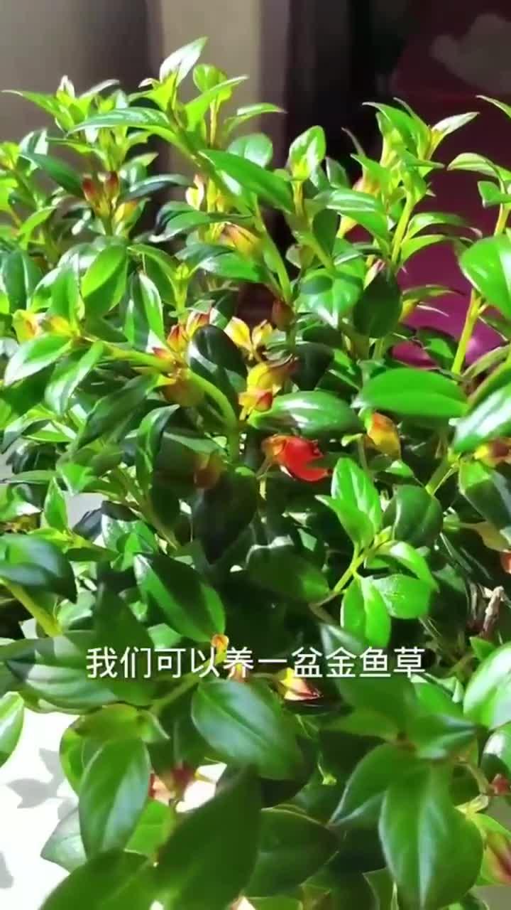这样养护金鱼草,小金鱼挂满枝头