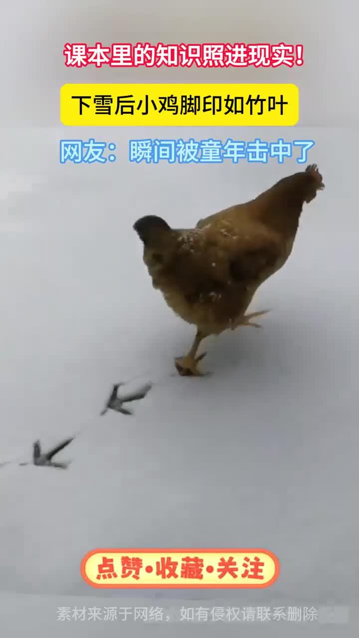 小学语文课本里都是真的,下雪后的小鸡确实能画竹叶