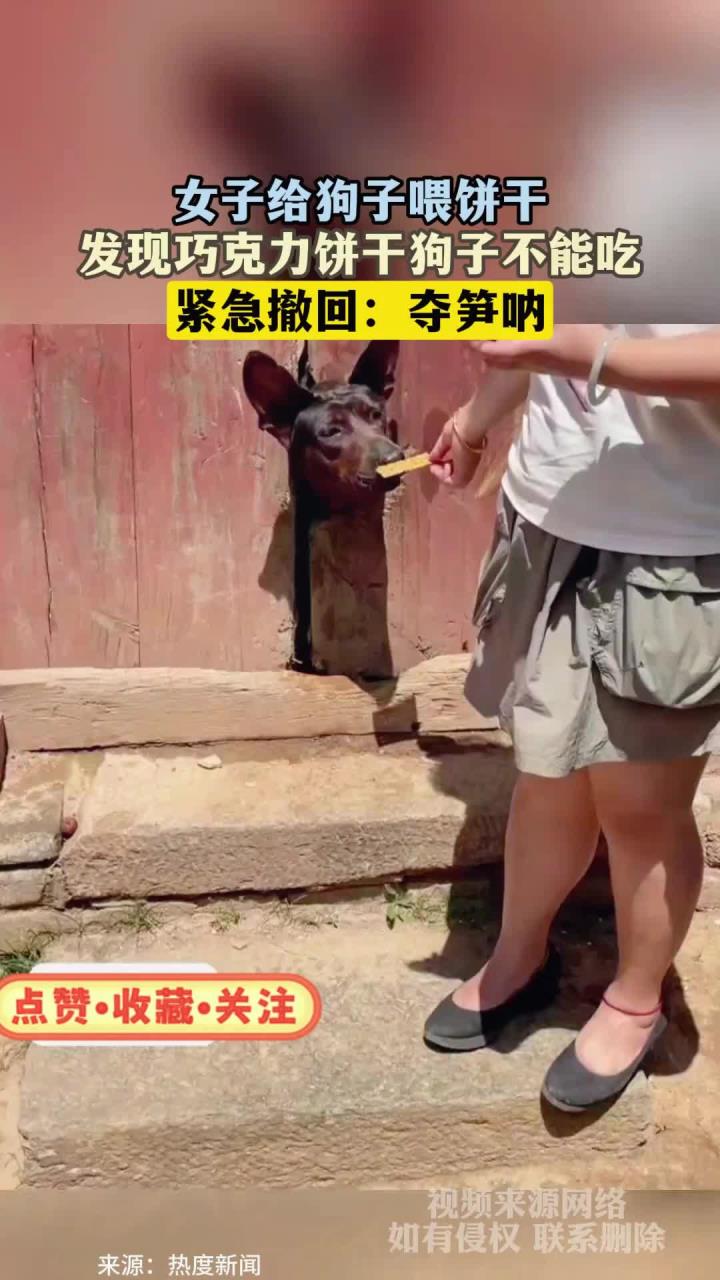 女子给狗子喂饼干，发现巧克力饼干狗子不能吃，紧急撤回：夺笋呐