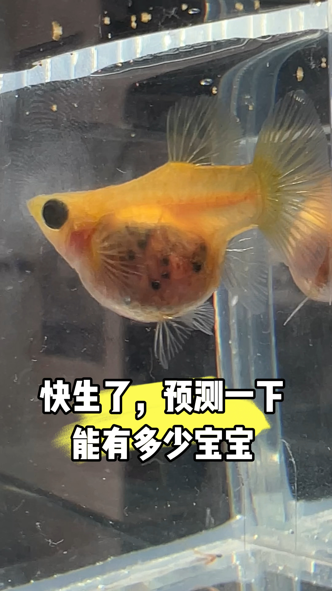 黄金玻璃猫快生了,能有多少宝宝啊,能看到小鱼眼睛了 #孔雀鱼 #观赏鱼 #养鱼日记